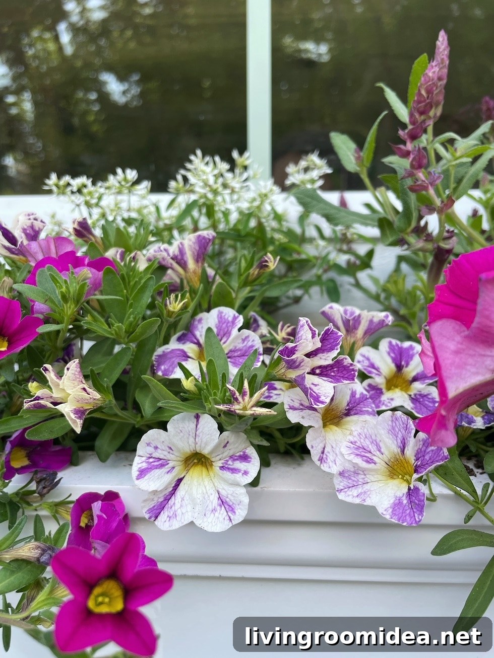 Flowers to plant in summer window boxes