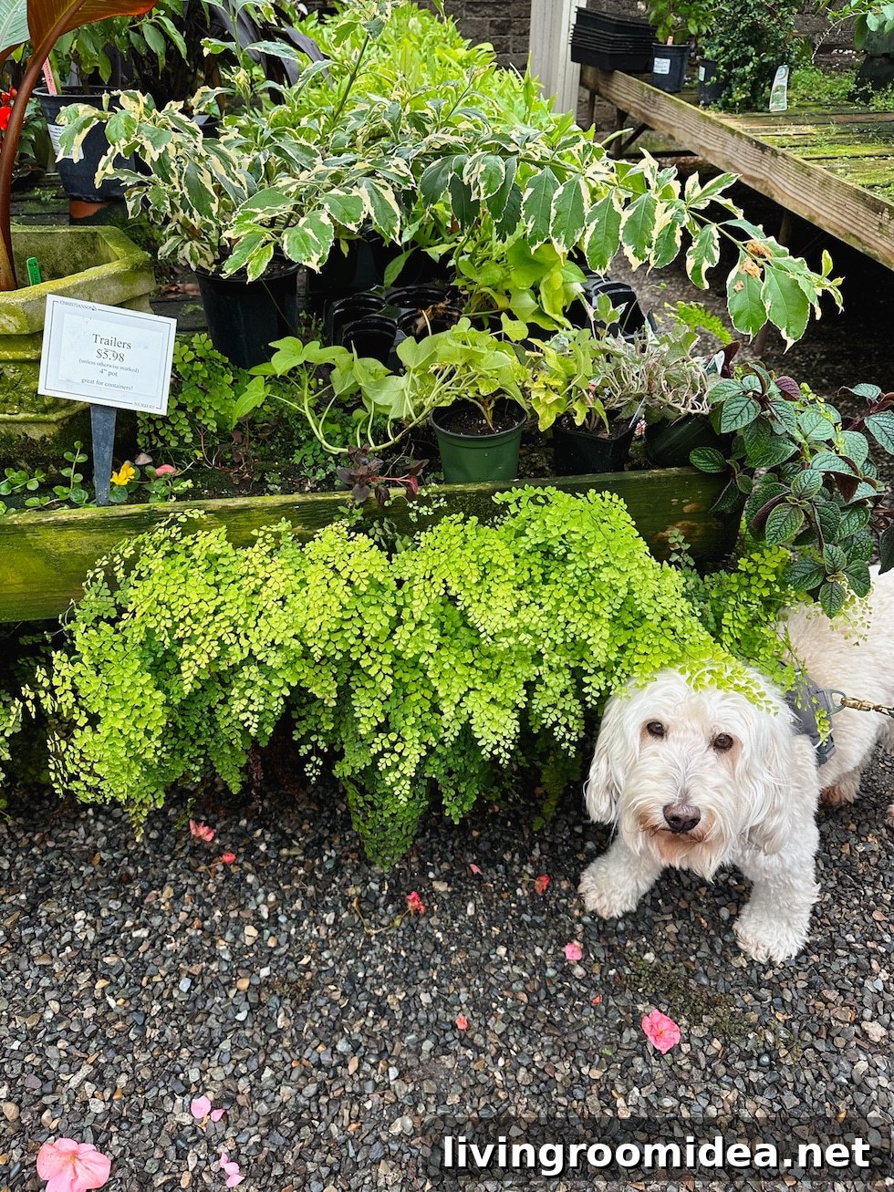 Life Lately: Lily and My Visit to a Garden Nursery 13 img 170126 12