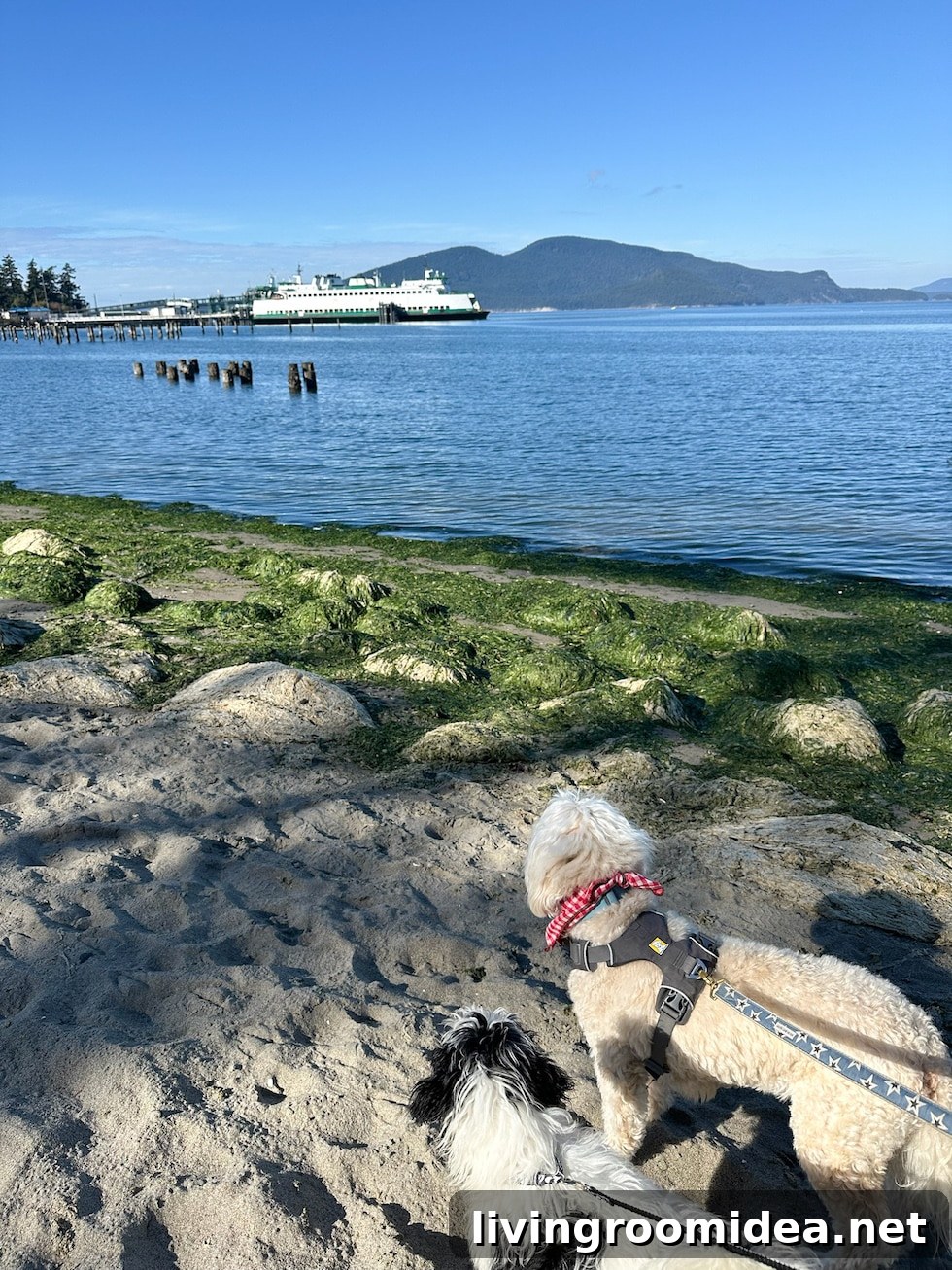 Life Lately: Meet Finnegan — Welcome to Our Home 6 Puppies exploring outside
