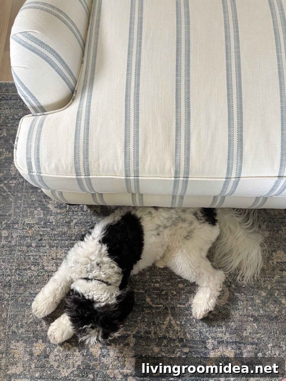 Top Housecleaning Tips and Tools — Remove White Paint from a Rug 4 img 176776 3 1