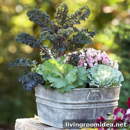 FALL Plants bhg Fall plants