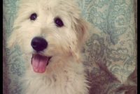 My Dog Ate My Camera Cord: Funny Excuses for Missing Photos