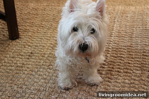winston-westie-west-highland-white-terrior img 24608 25 2