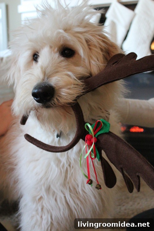fluffy-goldendoodle img 24608 31 2