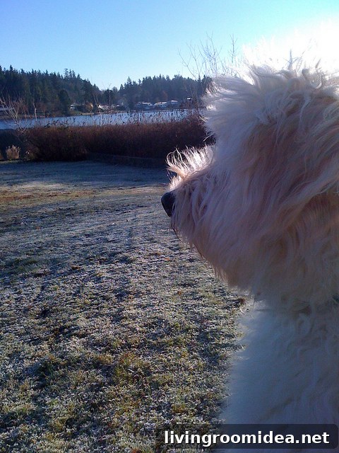 goldendoodle-profile img 24968 11