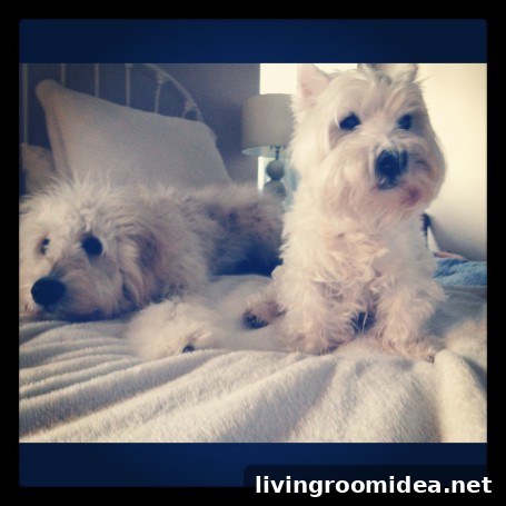 Cute-Dogs-Puppies Jack and Winston