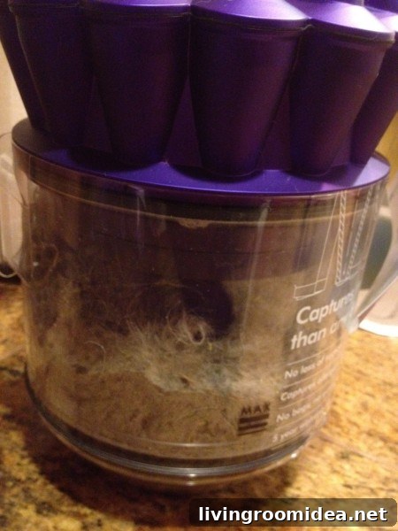 Dust and dog hair collected