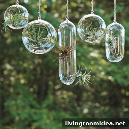 hanging glass planters air plants hanging glass planters air plants