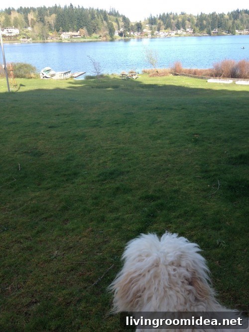 Jack enjoying the lake
