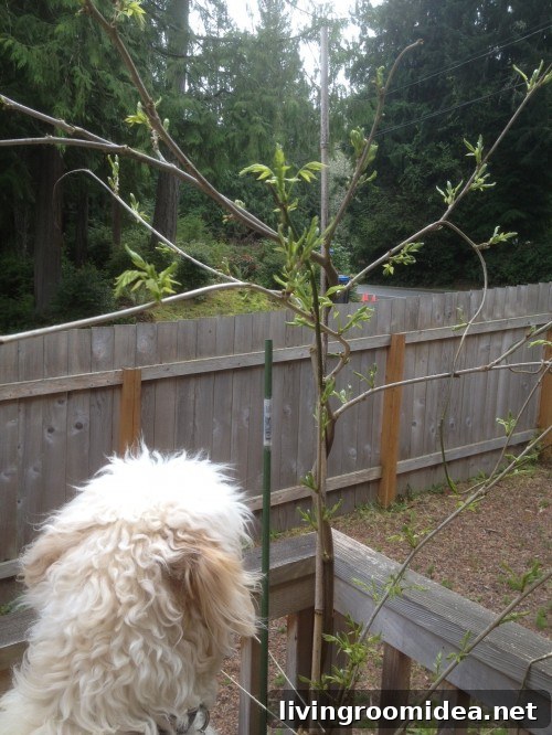 Jack and wisteria