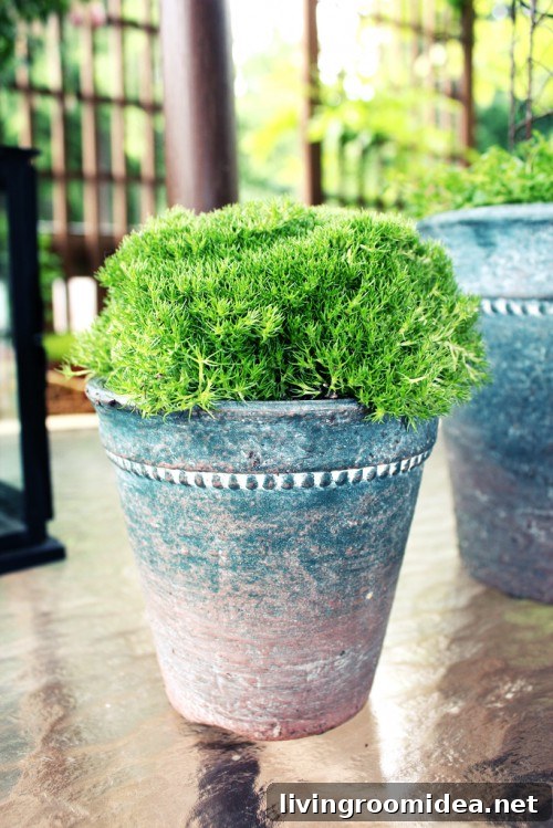 moss in a pot img 29662 3 2