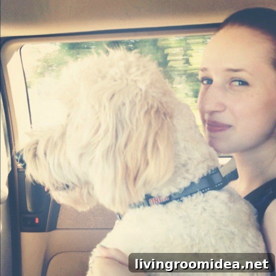 Jack the Goldendoodle out to see the world img 32364 12
