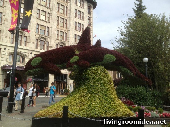 whale topiary victoria bc img 32364 9