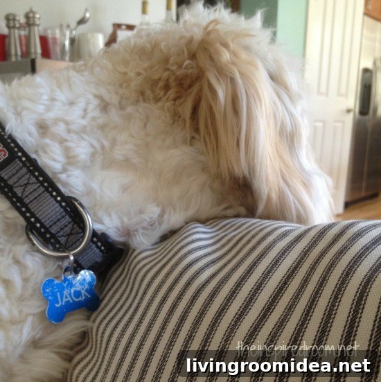 jack the goldendoodle img 32597 5 1