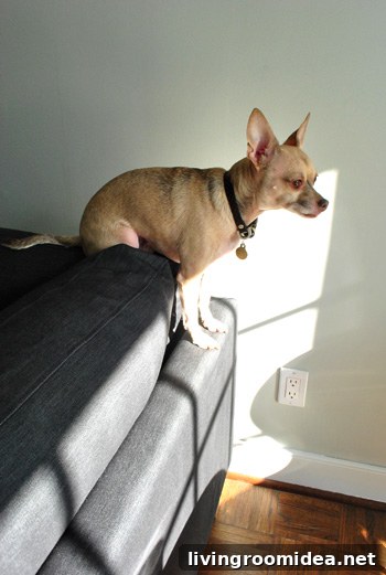 How We Assembled the IKEA Karlstad Sectional Sofa Step-by-Step 12 chihuahua sitting atop ikea sectional sofa in sunlight