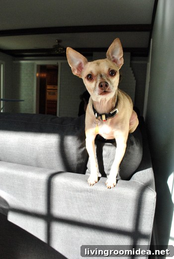 How We Assembled the IKEA Karlstad Sectional Sofa Step-by-Step 13 chihuahua sitting atop ikea sectional sofa Karlstad in sunlight
