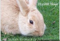 20 Small Joys to Look Forward to This Spring