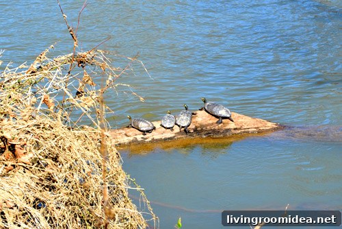 Turtles in the river