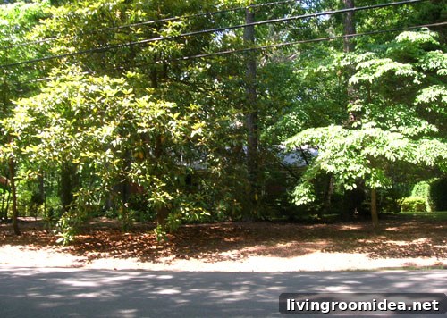 Front of first house before trimming
