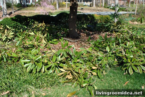 Pile of trimmed branches