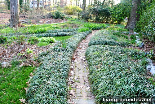 Liriope border along path