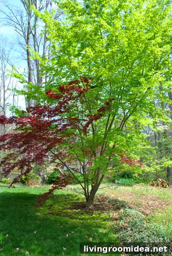 Two-toned grafted maple
