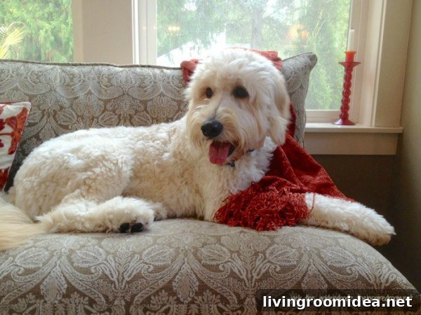 Jack the Goldendoodle lounging on the settee img 36028 3 1