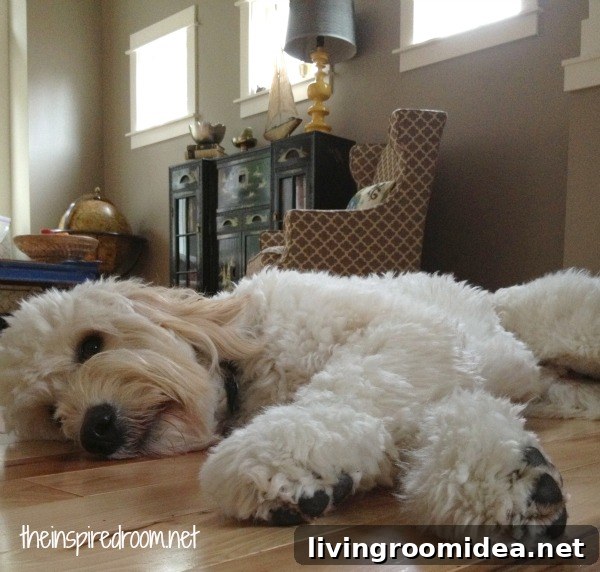 jack the goldendoodle