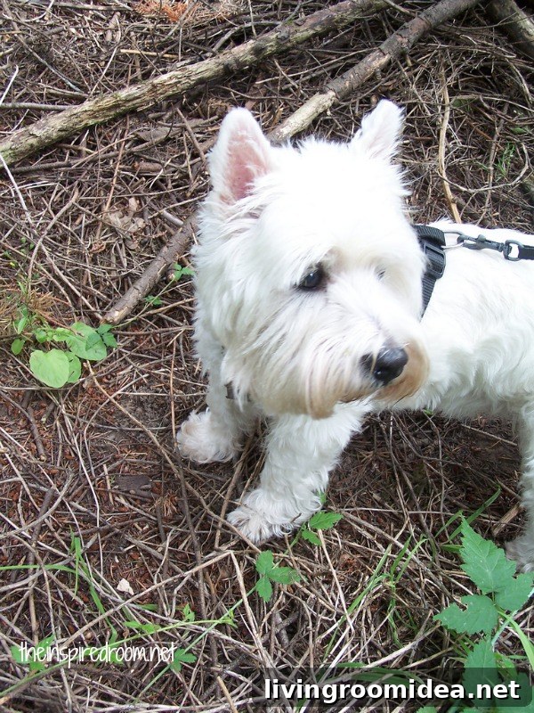 Winston: Guide to the Name’s Meaning, Origins, and Famous Namesakes 4 winston hiking