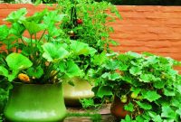 Compact Gardening Ideas for Small Spaces: Maximize Your Tiny Garden