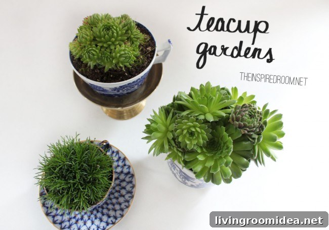 teacup gardens succulents