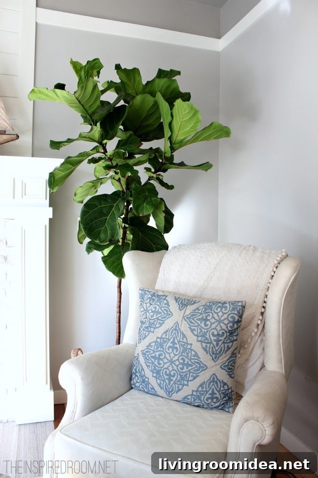 Fiddle Leaf Fig