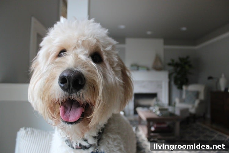 Jack the Goldendoodle blogs at theinspireddogblog.com