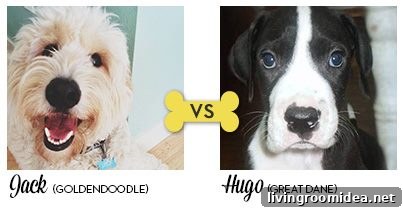 Funny Easter Photos: Celebrating Our Pup Jack's Antics 4 jack pup of the year
