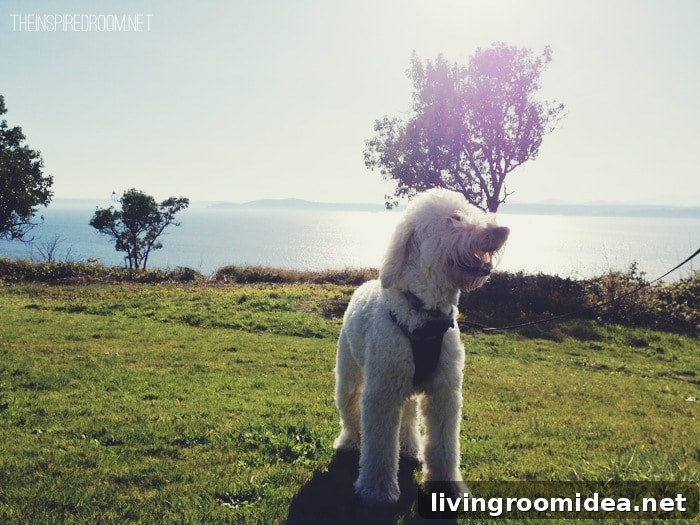 jack enjoying the breeze off puget sound