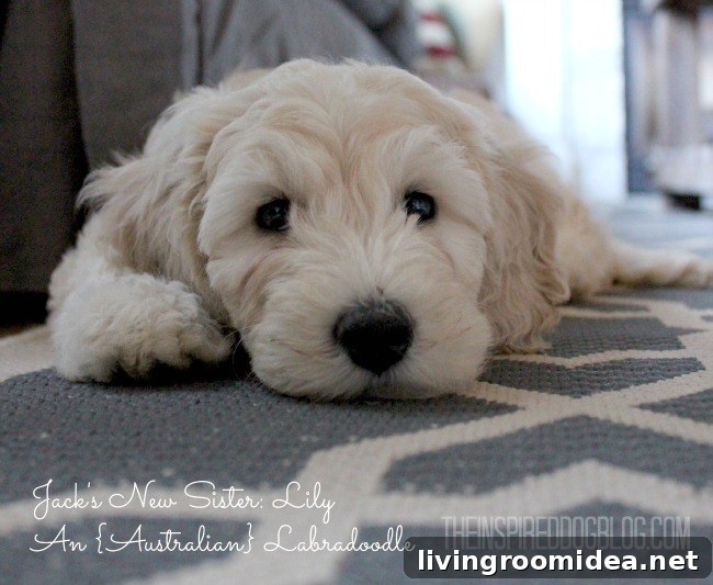 Summer House Tour: Cozy Coastal Decor Ideas from The Inspired Room 28 australian labradoodle lily