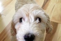 Meet Lily: Inside the Life of a Dog Rescue Volunteer