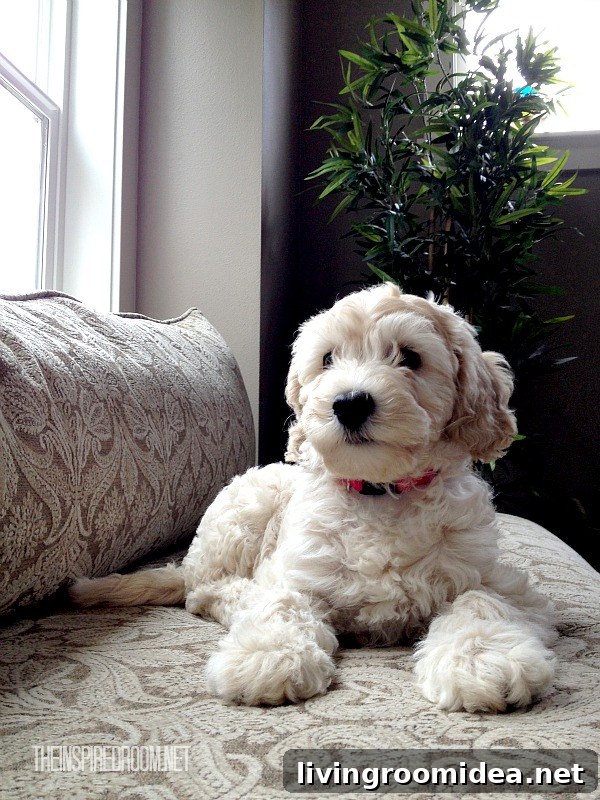 Meet Lily: A Heartwarming Story of Courage and Friendship 14 lily the australian labradoodle the inspired dog blog