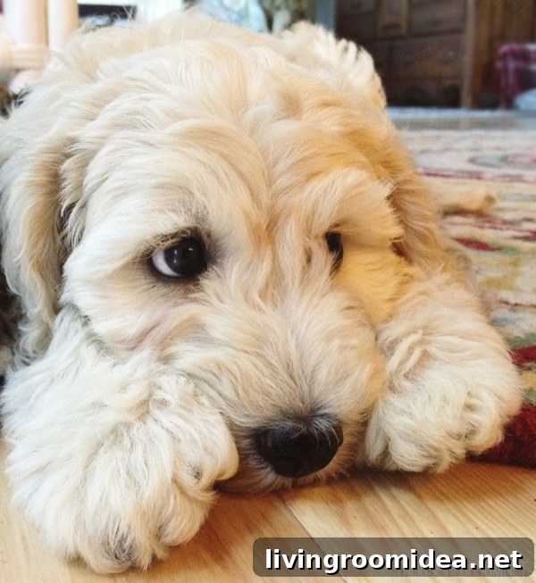 Meet Lily: A Heartwarming Story of Courage and Friendship 15 cute puppy