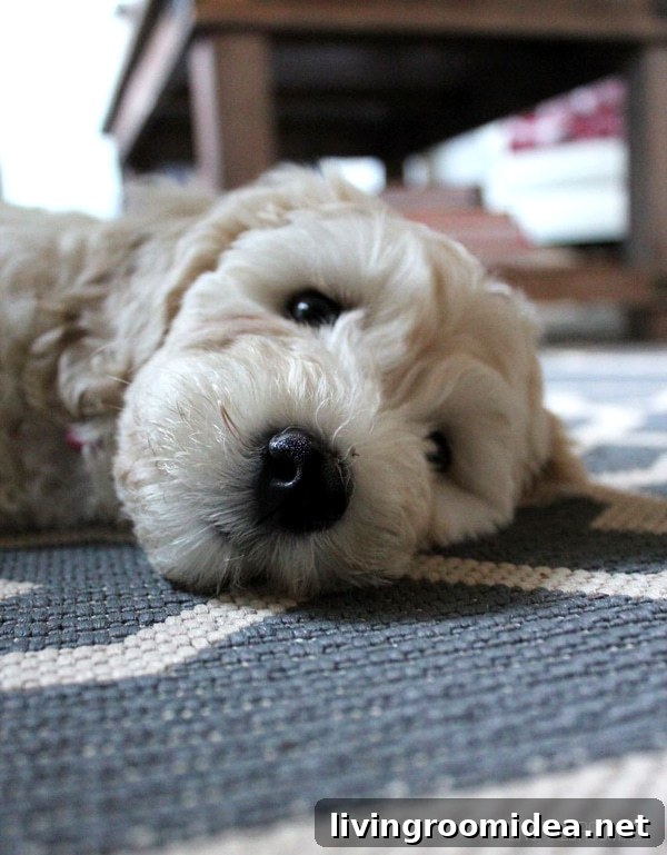 Meet Lily: A Heartwarming Story of Courage and Friendship 3 labradoodle