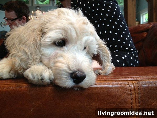 Meet Lily: A Heartwarming Story of Courage and Friendship 4 mini labradoodle