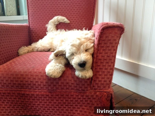 Meet Lily: A Heartwarming Story of Courage and Friendship 7 sleeping puppy
