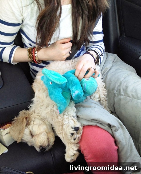 Meet Lily: A Heartwarming Story of Courage and Friendship 10 sleeping puppy