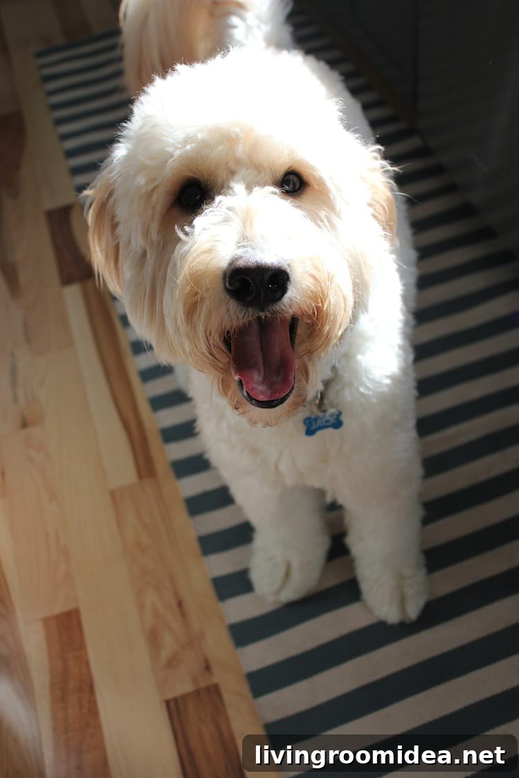Jack the Goldendoodle theinspireddogblog.com