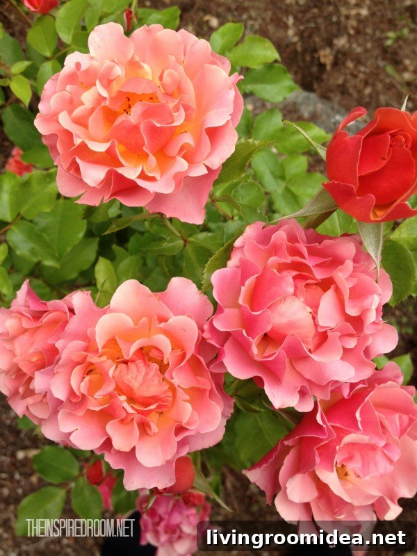 the inspired room roses