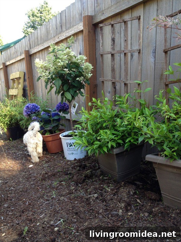 backyard plants