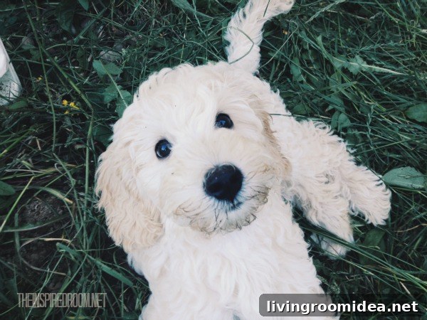 lily australian goldendoodle