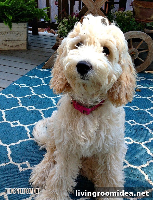 Lily australian labradoodle
