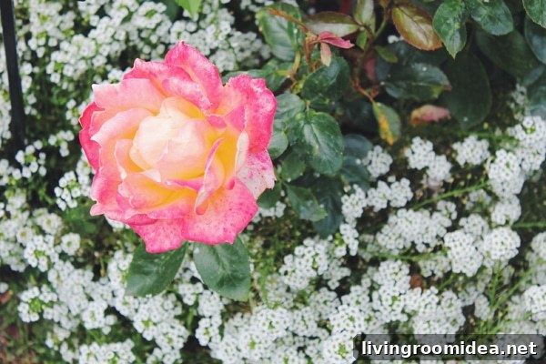 Visiting Butchart Gardens: What to See, When to Go, and Tips 14 Butchart Gardens