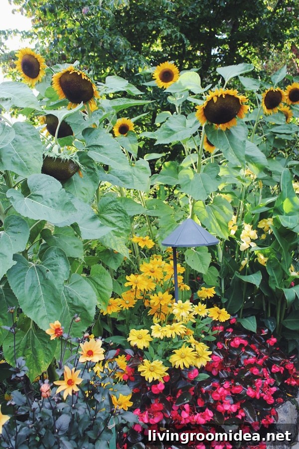 Visiting Butchart Gardens: What to See, When to Go, and Tips 19 Sunflowers in Butchart Gardens